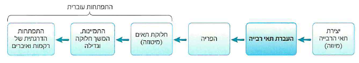 (בספר תמונה)